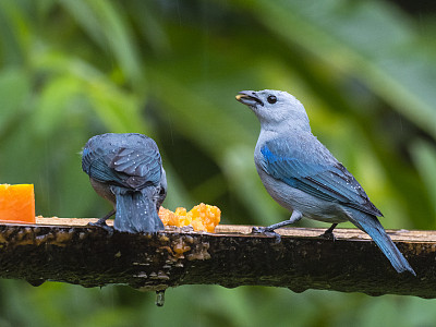 两只蓝灰色的唐纳雀在看喂鸟器