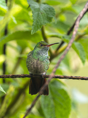 Rufous-tailed蜂鸟