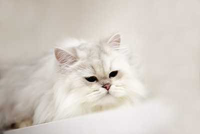 小猫