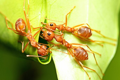 合起3只蚂蚁咬弯叶筑窝——动物行为。