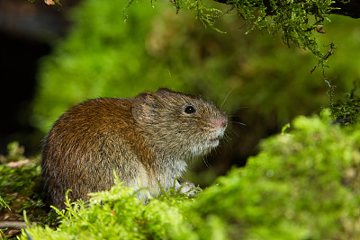 银行田鼠（Myodes glareolus）