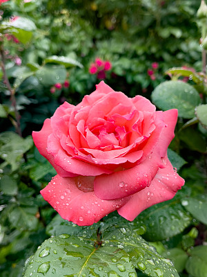 新鲜盛开的玫瑰，花瓣上的雨点