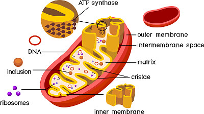 线粒体结构与ATP合酶的内膜和成分分离在白色背景