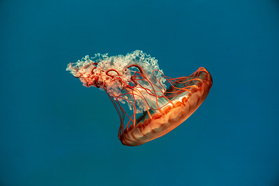 浮游生物
