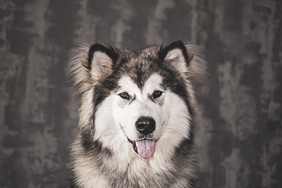 阿拉斯加雪橇犬