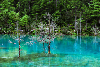 树木生长在蓝月亮谷的蓝色湖水中