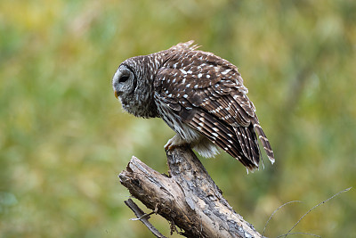 俄克拉荷马州塞考亚国家野生动物保护区的横斑猫头鹰