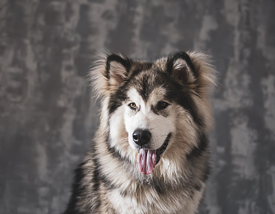 阿拉斯加雪橇犬