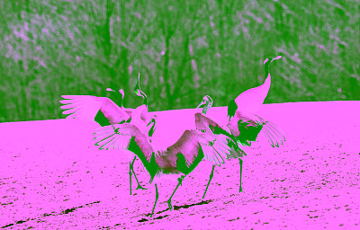 舞鹤。鹤的结婚仪式舞蹈。丹顶鹤。学名:Grus japonensis，又称日本鹤或满洲鹤，是一种大型的东亚鹤。