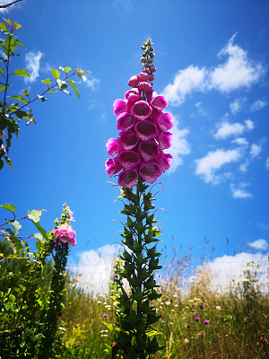 一种普通的毛地黄单株植物(洋地黄)，有许多粉红色或紫色的花，花长有钟形、花蕾和杯状的深色斑点，花凋谢后在高茎上，背景为草地和明亮的蓝色天空，夏季有小白云