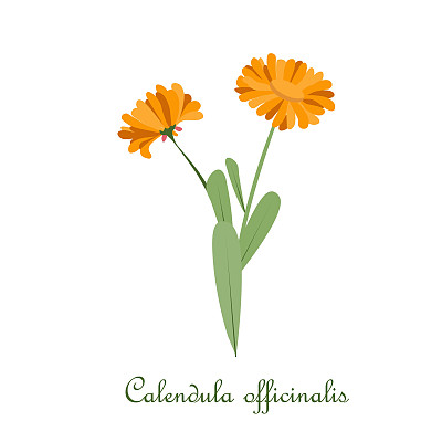 金盏花officinalis。橙色花的药用植物砧木矢量图