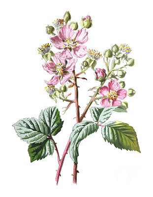 黑莓花或普通的黑莓，悬钩子属植物。健康的有机水果植物。古董手绘田野花卉插图。古董花。野花插图。19世纪。
