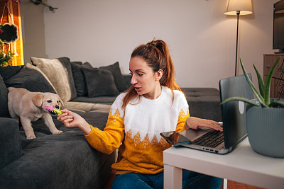 女人在家里用笔记本电脑工作，宠物狗陪着她