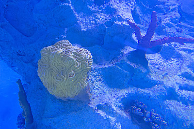 水下场景-热带海底与珊瑚礁和阳光