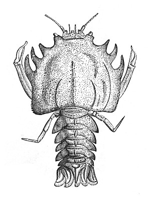 Eryon——已灭绝的十足甲壳类动物(侏罗纪时期1亿9600万至1亿455万年前)——古老的雕刻插图