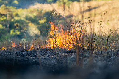 森林燃烧。巴西亚马逊大火