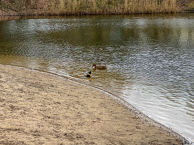 冬天，在林根镇，有两只鸭子在叫做“特尔根坎普西”的湖边玩耍。