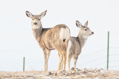 两只鹿(母鹿)在积雪覆盖的田野里看着相机