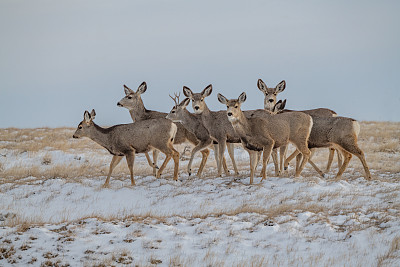 一群正在雪地里寻找安全通道的鹿