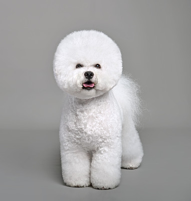 比熊犬
