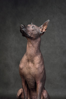 纯种犬