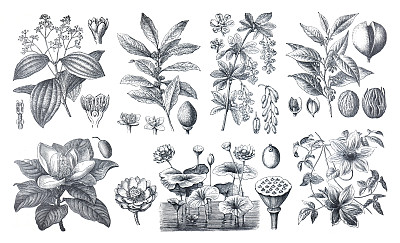 植物工厂收集。基本食物的植物。有机基本食品。桂皮，荷兰花，铁线莲和月桂。手绘雕刻的基本食物收集。自己的成长。药用植物。