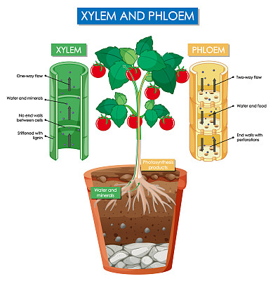 图示植物的木质部和韧皮部