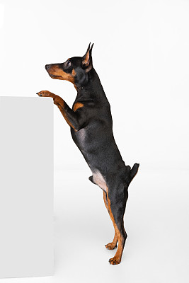 纯种犬