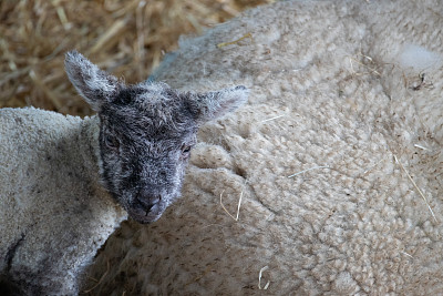 在谷仓外盖着稻草的围栏里，一只新生的小羊羔和它的妈妈在一起