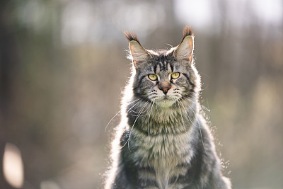 长毛猫