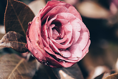 仅一朵花