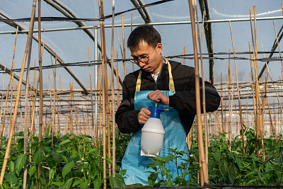 在蔬菜温室工作的农民