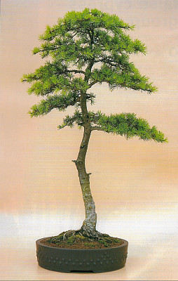 文人(Bunjingi)风格的盆景树的特写图像，黎巴嫩雪松(Cedrus libani)盆景工作室拍摄，米色背景