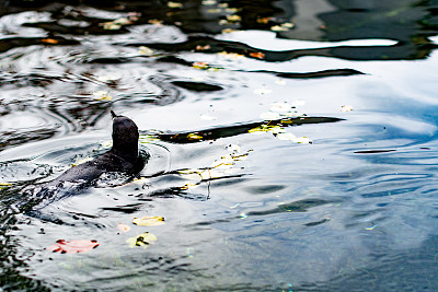 这只美丽的黑企鹅昂着头独自在水里游泳，视线远离镜头，这真是神奇的一幕。