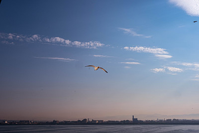 海鸥的飞翔