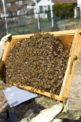 养蜂人的手捧着装着几百只蜜蜂的蜂房