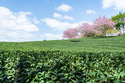 樱花有机茶园