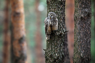 野生的乌拉尔猫头鹰(Strix uralensis)。