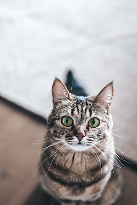 小猫