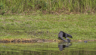 佛罗里达中部奥兰多湿地公园里的佛罗里达河水獭和幼崽