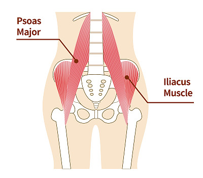 腹部大腰肌和髂腰肌图示