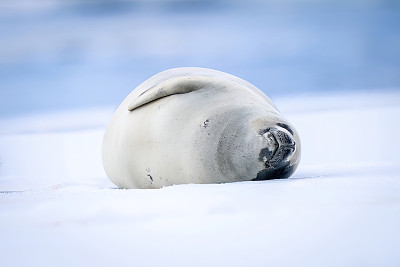 食蟹海豹