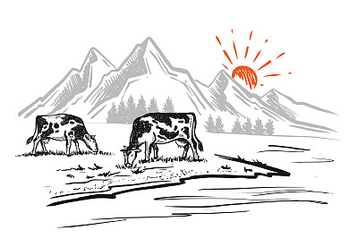 牛群在山峦的背景下嚼草。