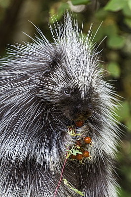 北美豪猪(Erethizon dorsatum)，也被称为加拿大豪猪或普通豪猪，是一种大型啮齿类动物在新世界豪猪家族。