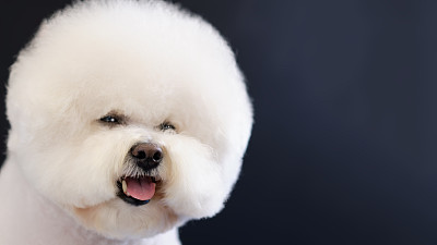 比熊犬