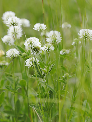 山三叶草(Trifolium montanum)