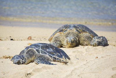 度假胜地海滩上的夏威夷绿海龟，夏威夷的一种受保护的野生动物