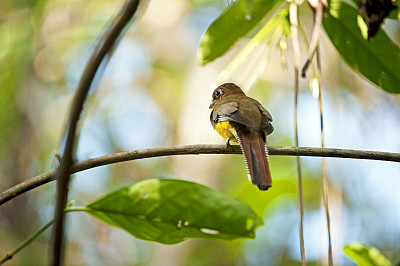 在扩散的树覆盖的黑喉或黄腹的特龙，科尔科瓦多国家公园，哥斯达黎加