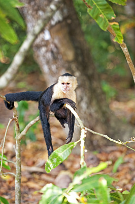 白脸猴或卷尾猴闲逛，曼纽尔安东尼奥国家公园，哥斯达黎加