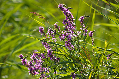特写的紫色莲花生动的绿色模糊的草在背景上